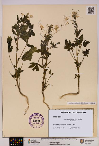 Incacleome chilensis [Espécimen: UDEC:CONC:0062499]