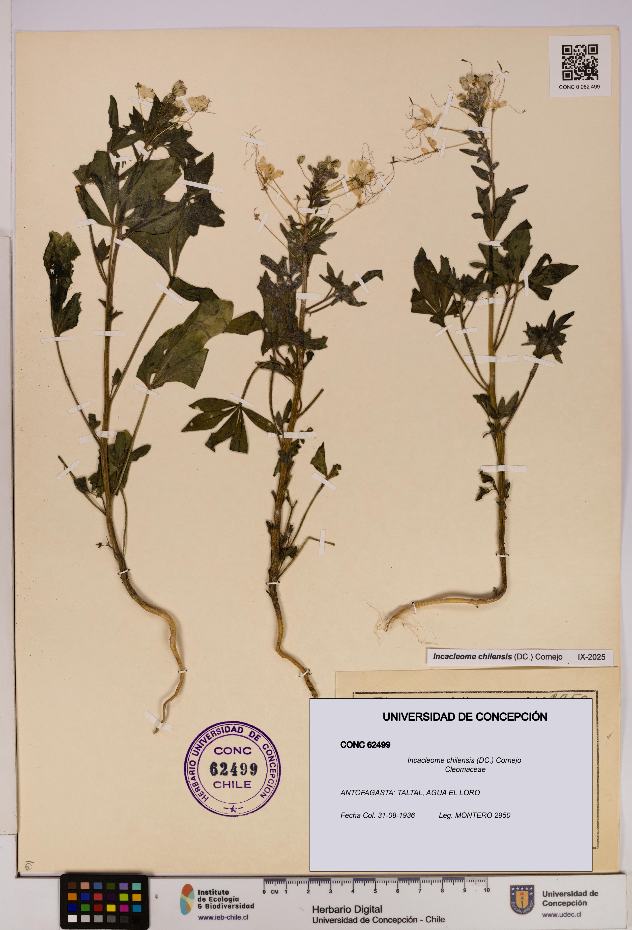 Incacleome chilensis [Espécimen: UDEC:CONC:0062499]