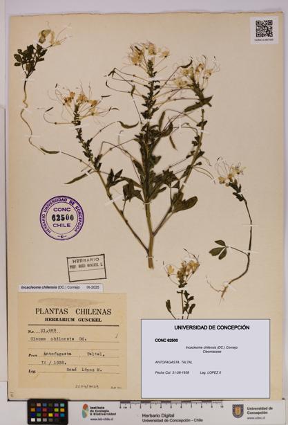 Incacleome chilensis [Espécimen: UDEC:CONC:0062500]