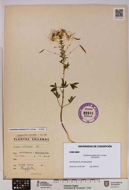Incacleome chilensis [Espécimen: UDEC:CONC:0062501]