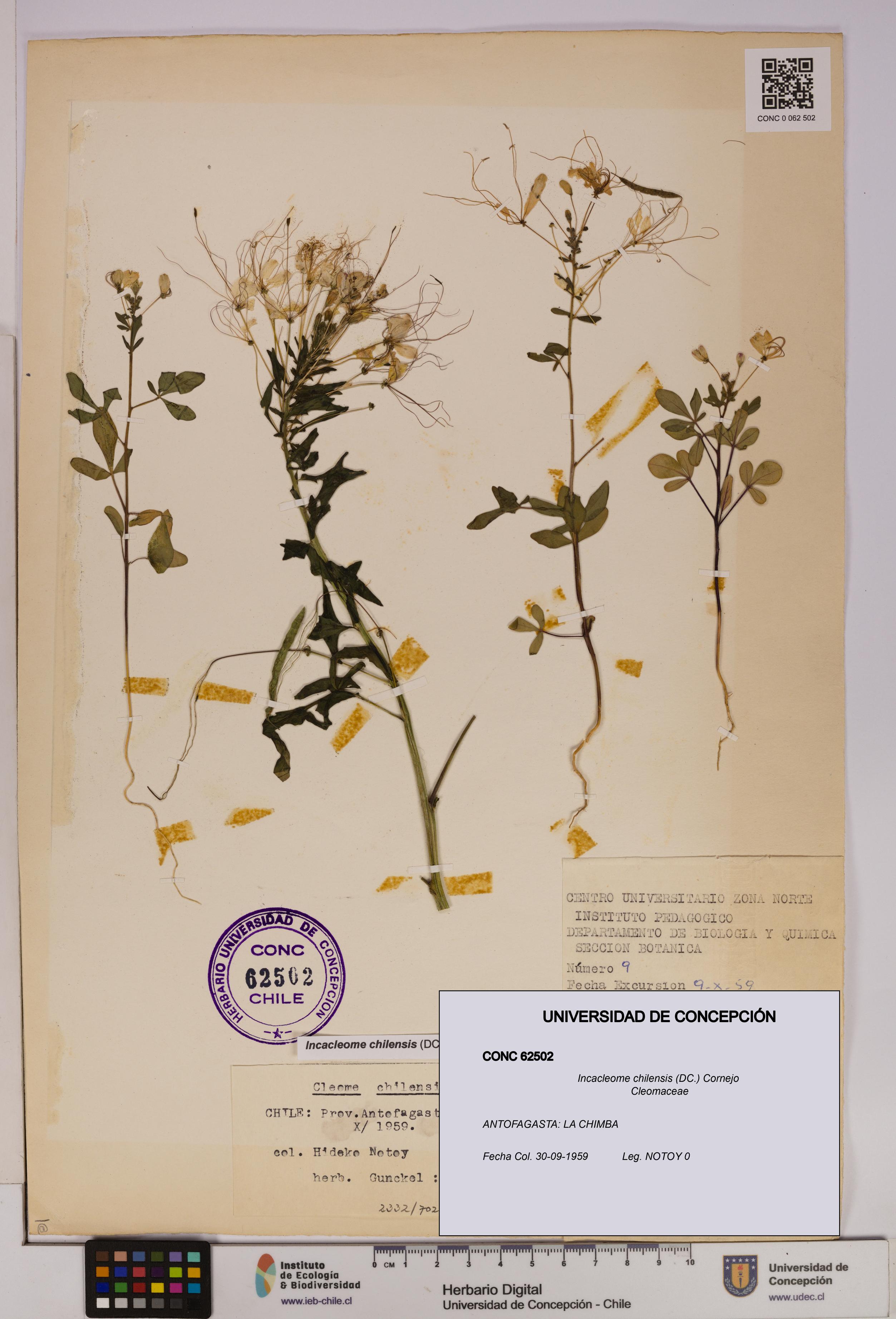 Incacleome chilensis [Espécimen: UDEC:CONC:0062502]