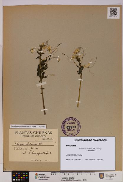 Incacleome chilensis [Espécimen: UDEC:CONC:0062503]