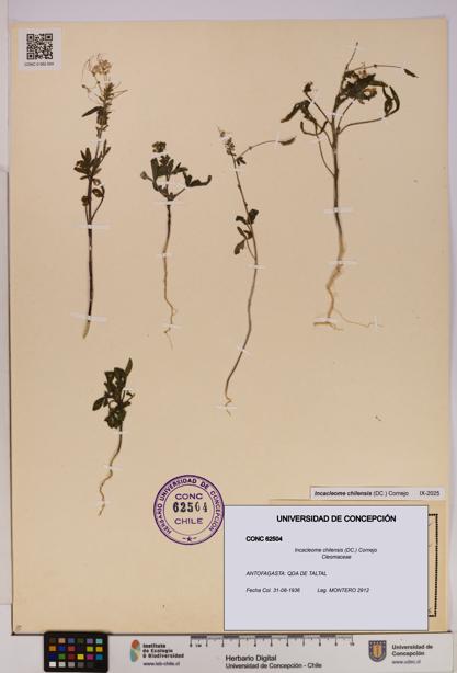 Incacleome chilensis [Espécimen: UDEC:CONC:0062504]