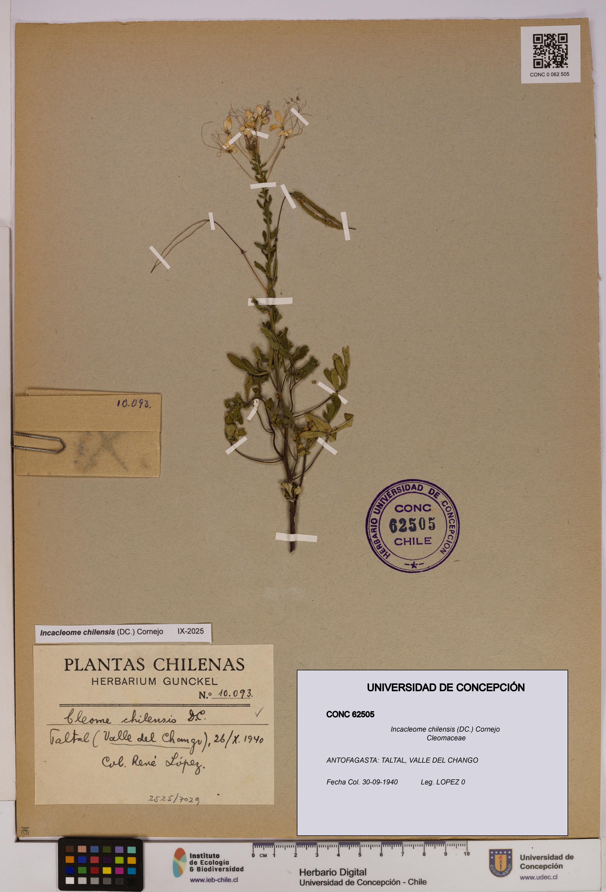 Incacleome chilensis [Espécimen: UDEC:CONC:0062505]