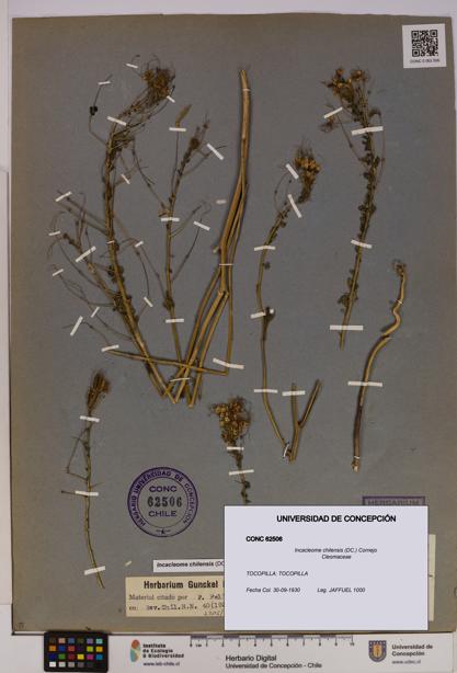 Incacleome chilensis [Espécimen: UDEC:CONC:0062506]