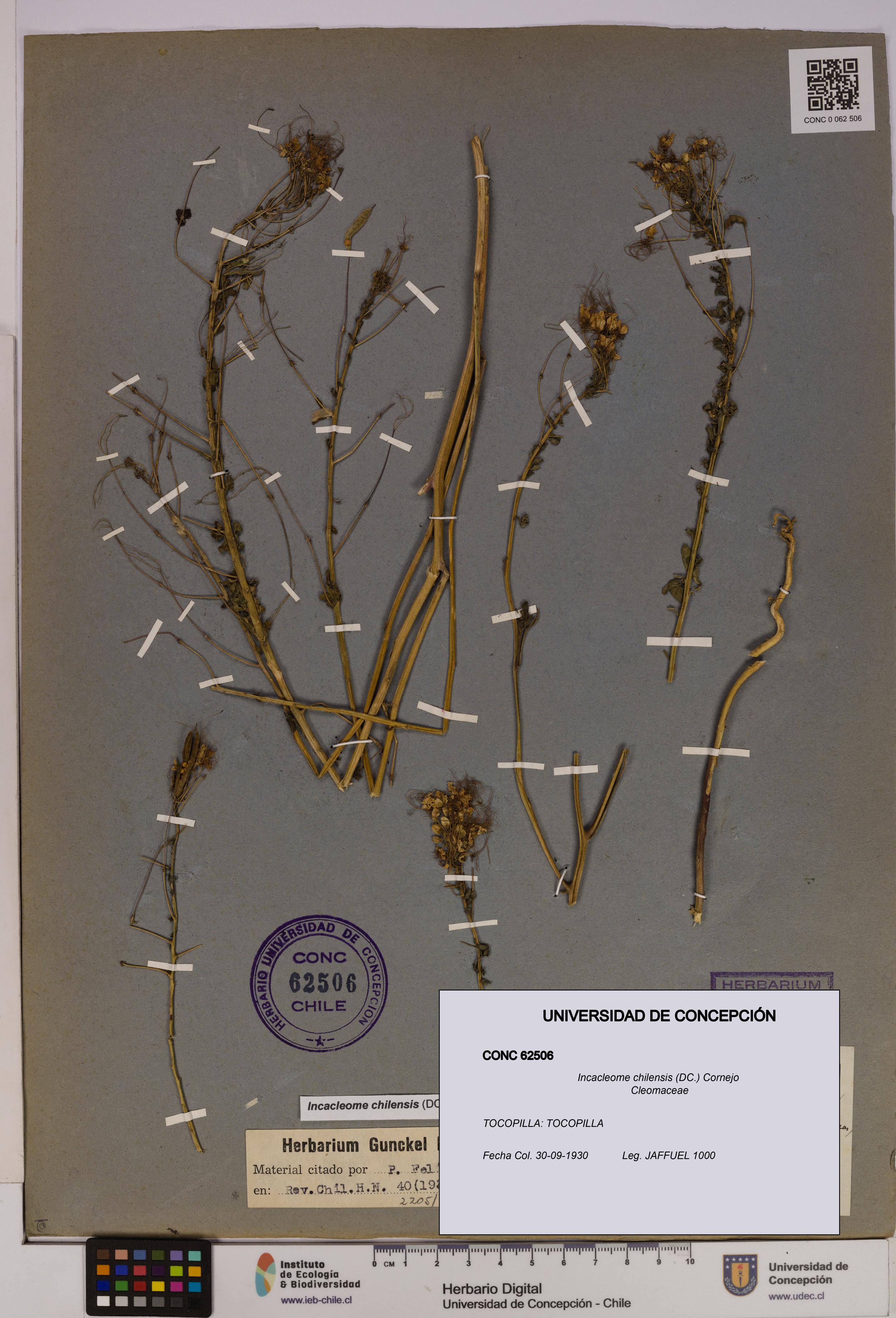 Incacleome chilensis [Espécimen: UDEC:CONC:0062506]