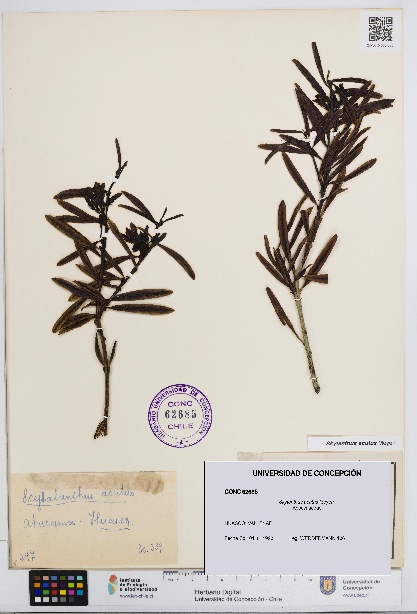 Skytanthus acutus [Espécimen: UDEC:CONC:0062685]