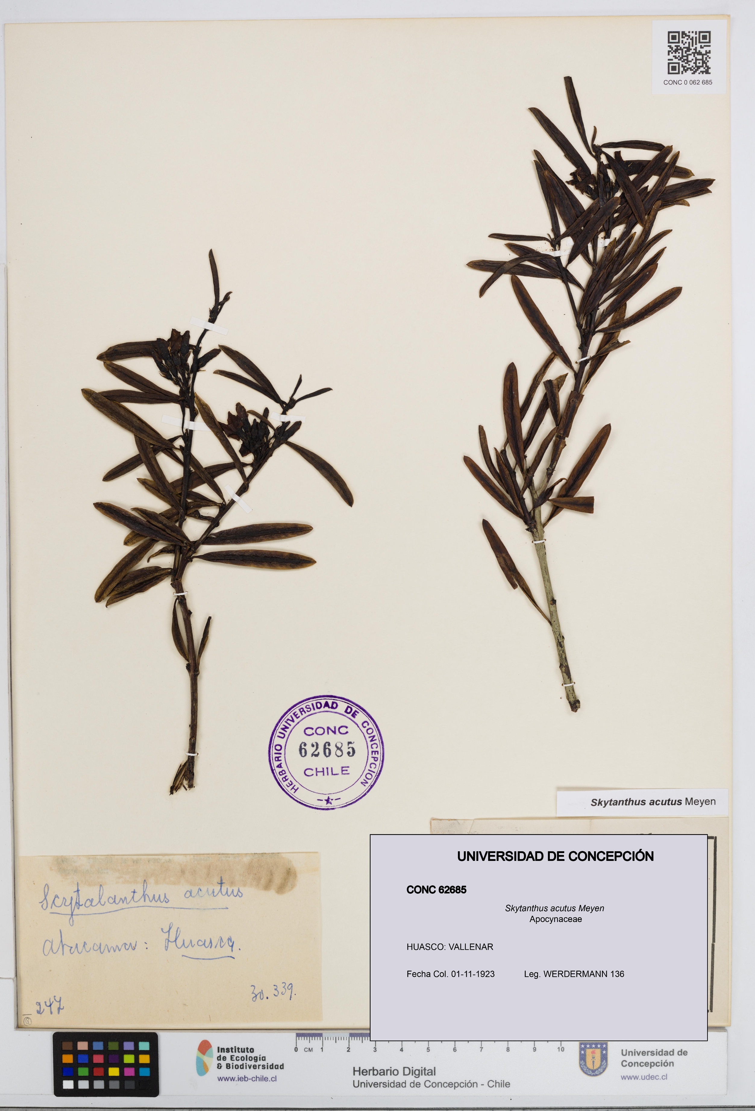 Skytanthus acutus [Espécimen: UDEC:CONC:0062685]