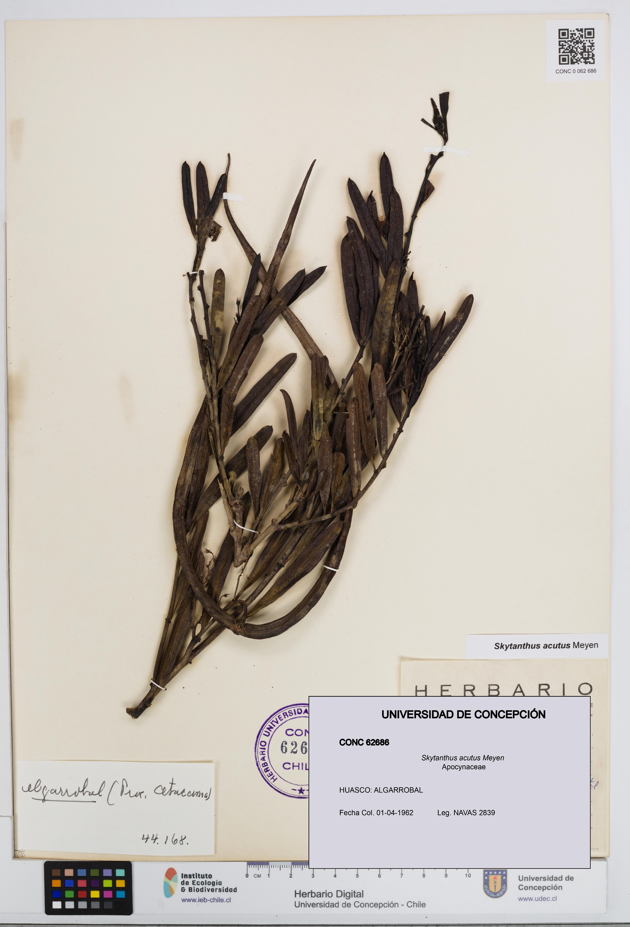 Skytanthus acutus [Espécimen: UDEC:CONC:0062686]