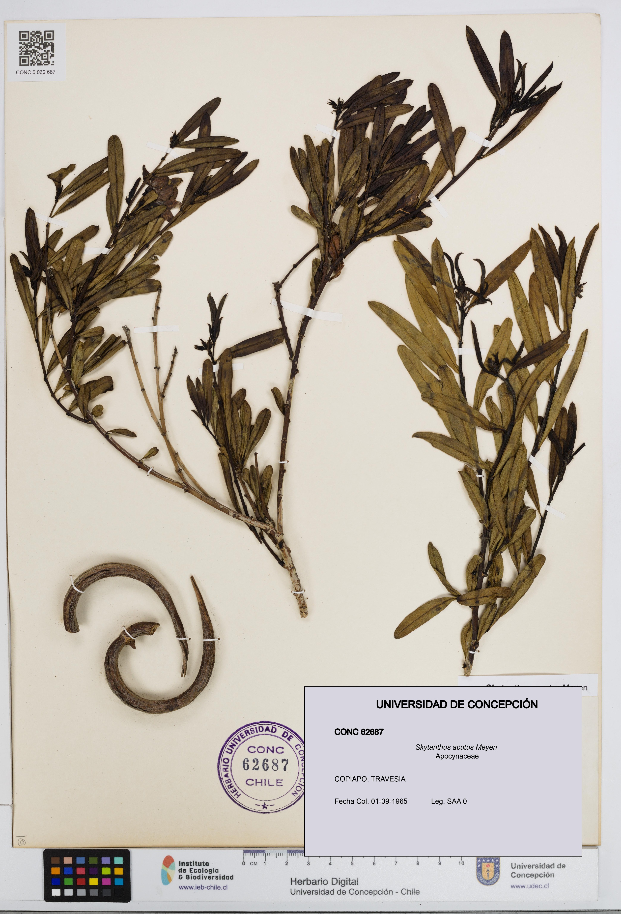 Skytanthus acutus [Espécimen: UDEC:CONC:0062687]