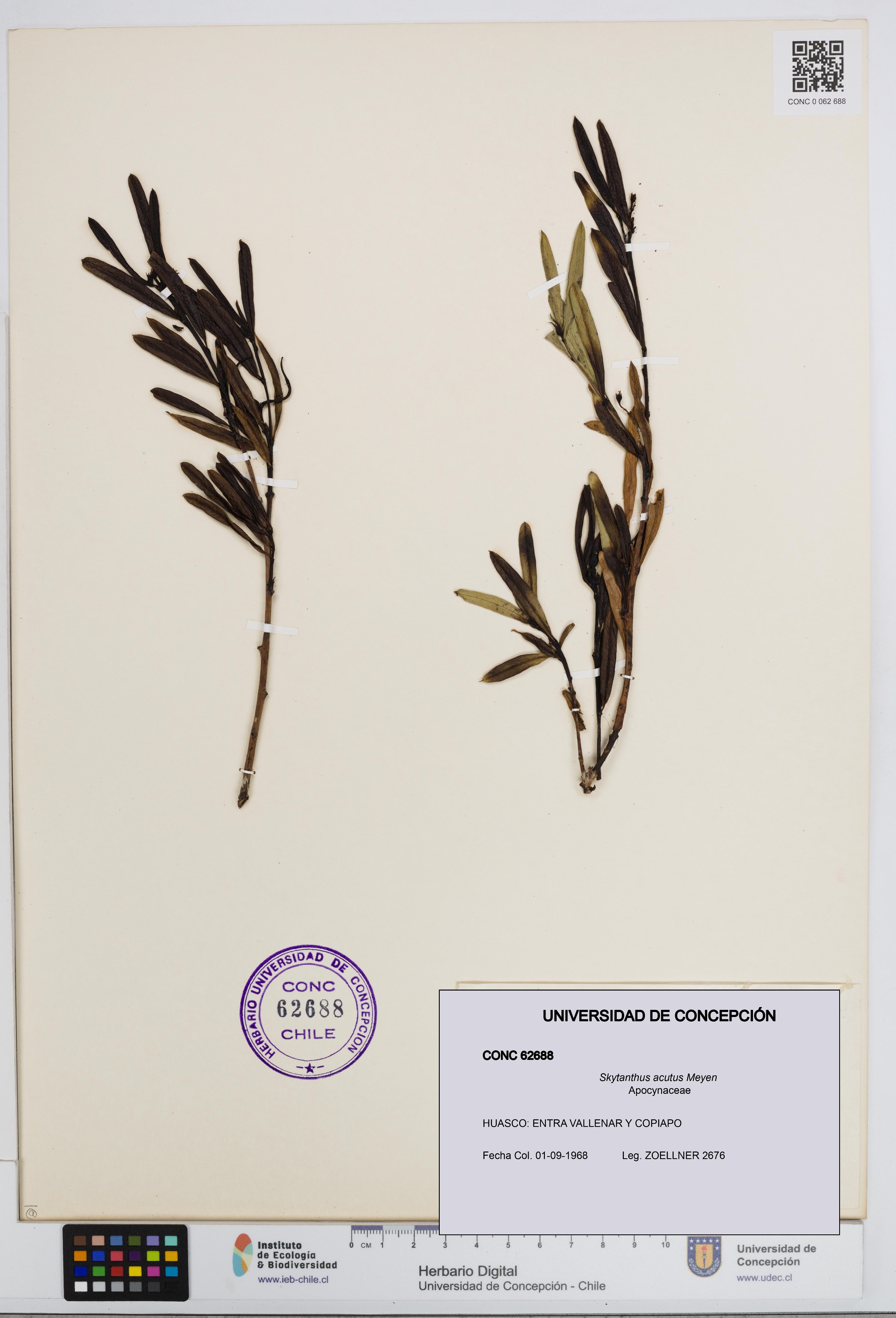 Skytanthus acutus [Espécimen: UDEC:CONC:0062688]