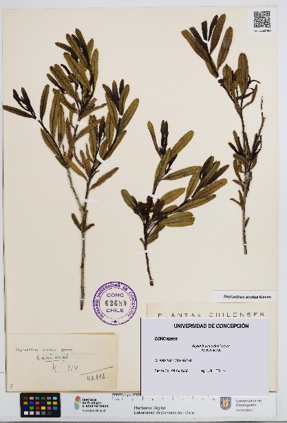 Skytanthus acutus [Espécimen: UDEC:CONC:0062689]