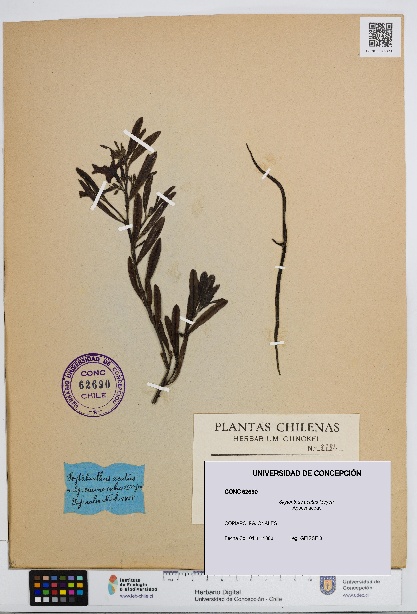 Skytanthus acutus [Espécimen: UDEC:CONC:0062690]