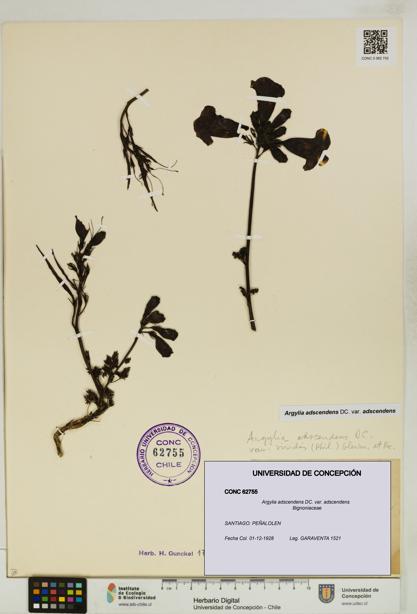 Argylia adscendens [Espécimen: UDEC:CONC:0062755]