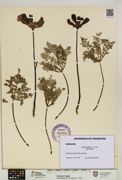 Argylia radiata [Espécimen: UDEC:CONC:0062756]