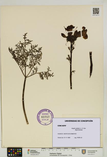 Argylia radiata [Espécimen: UDEC:CONC:0062757]