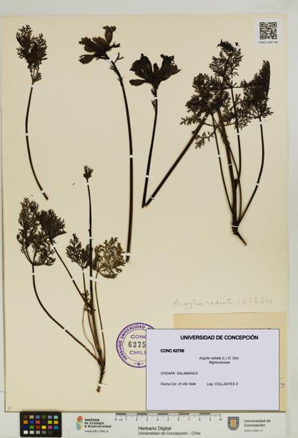 Argylia radiata [Espécimen: UDEC:CONC:0062758]
