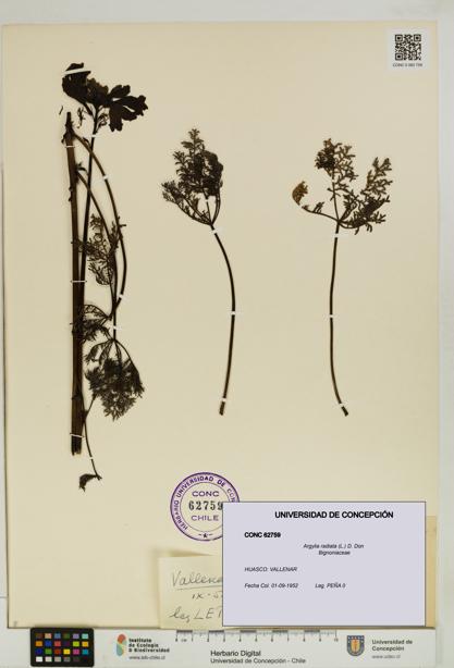 Argylia radiata [Espécimen: UDEC:CONC:0062759]