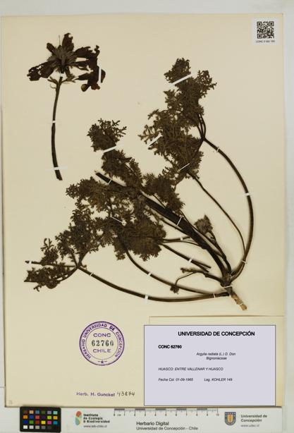 Argylia radiata [Espécimen: UDEC:CONC:0062760]