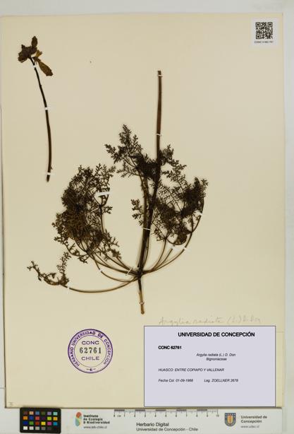 Argylia radiata [Espécimen: UDEC:CONC:0062761]