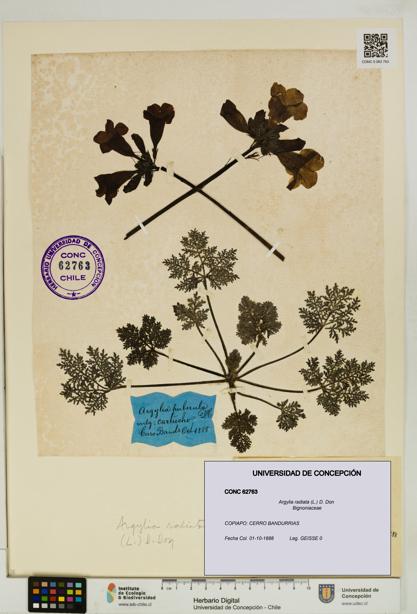 Argylia radiata [Espécimen: UDEC:CONC:0062763]
