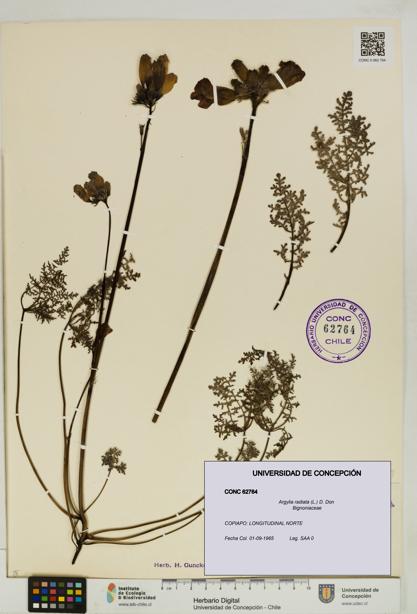 Argylia radiata [Espécimen: UDEC:CONC:0062764]