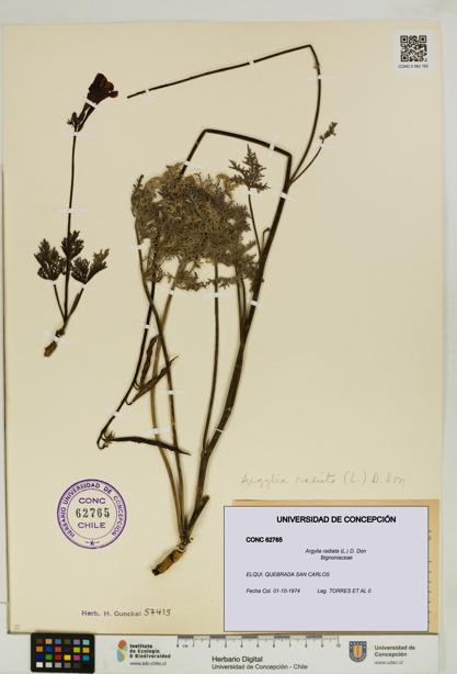 Argylia radiata [Espécimen: UDEC:CONC:0062765]