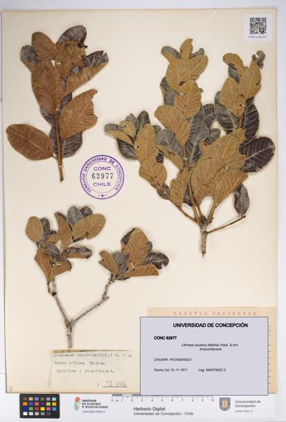 Lithraea caustica [Espécimen: UDEC:CONC:0062977]