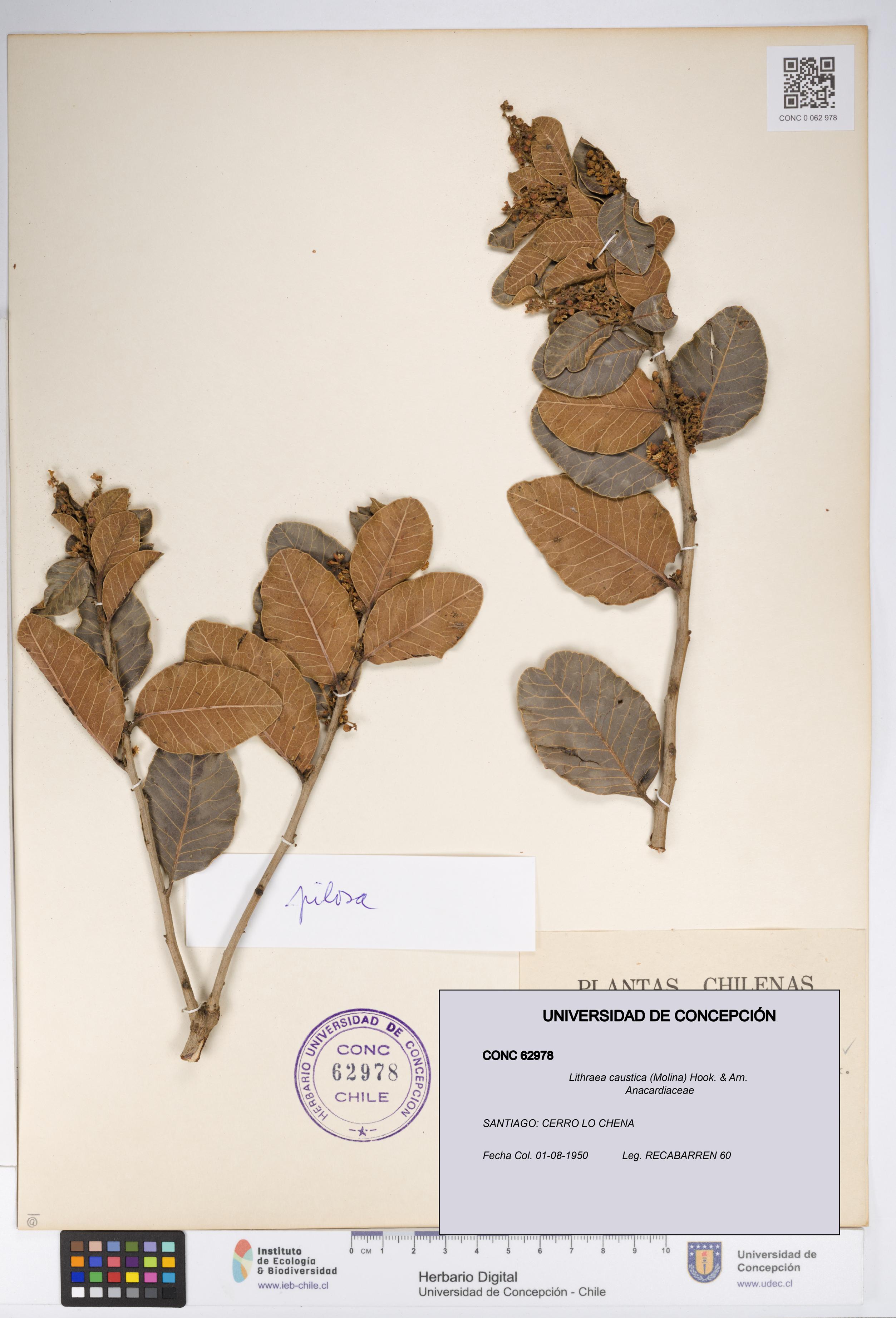 Lithraea caustica [Espécimen: UDEC:CONC:0062978]