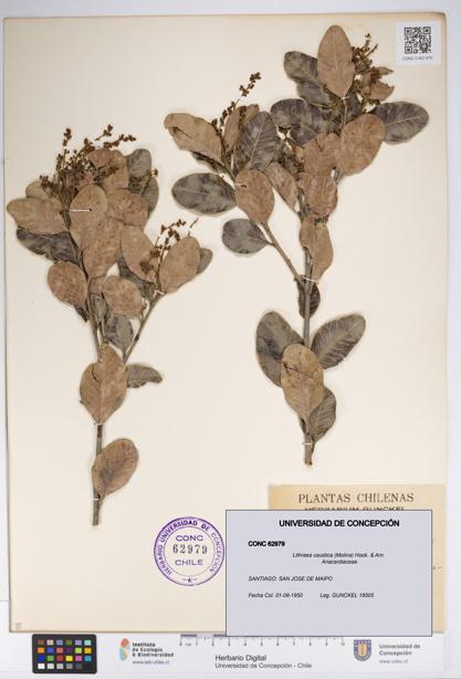 Lithraea caustica [Espécimen: UDEC:CONC:0062979]