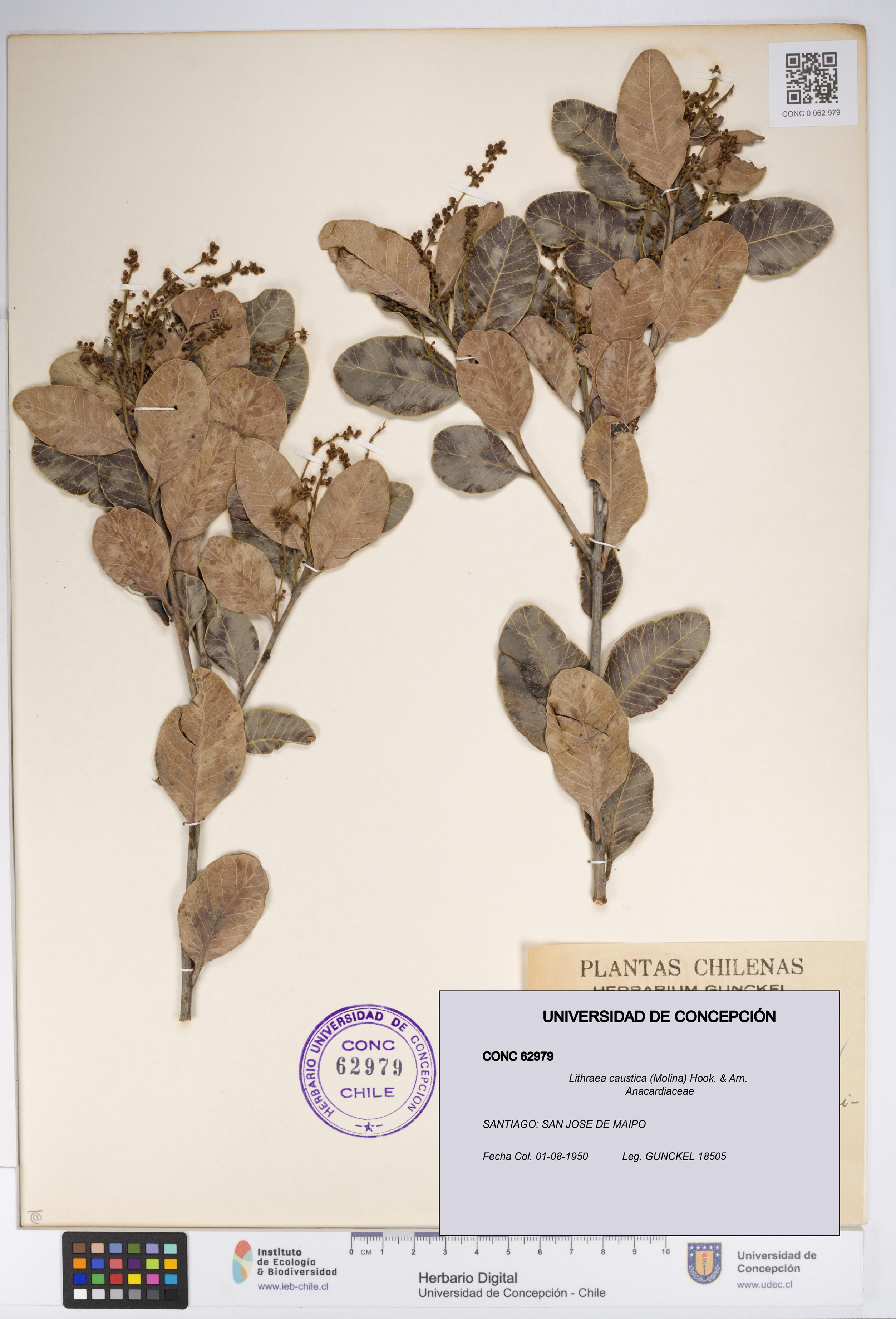 Lithraea caustica [Espécimen: UDEC:CONC:0062979]