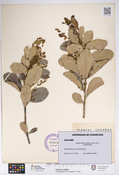 Lithraea caustica [Espécimen: UDEC:CONC:0062980]