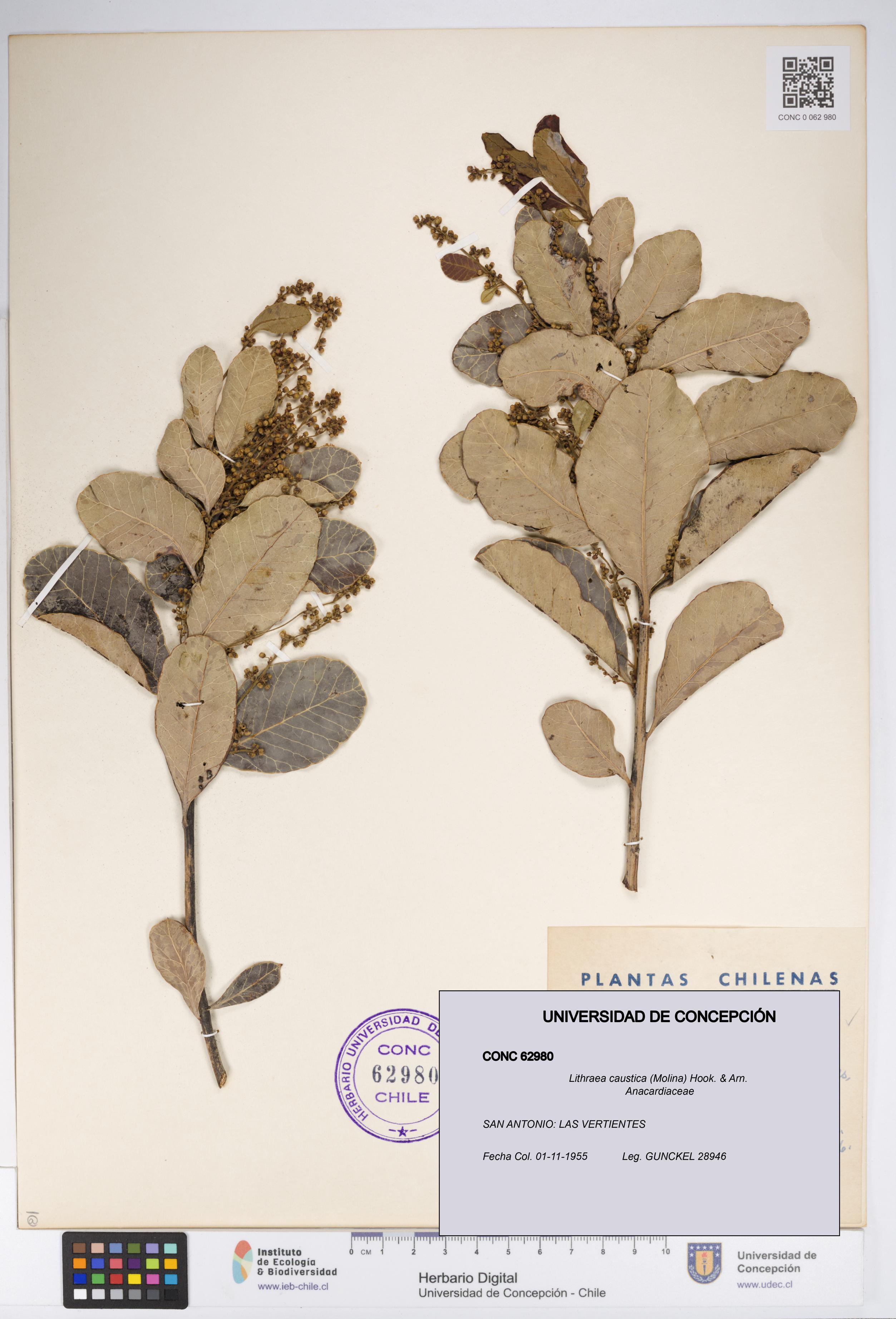 Lithraea caustica [Espécimen: UDEC:CONC:0062980]