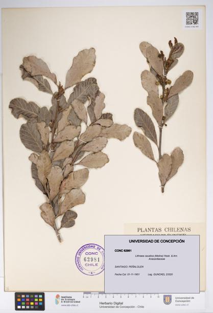 Lithraea caustica [Espécimen: UDEC:CONC:0062981]