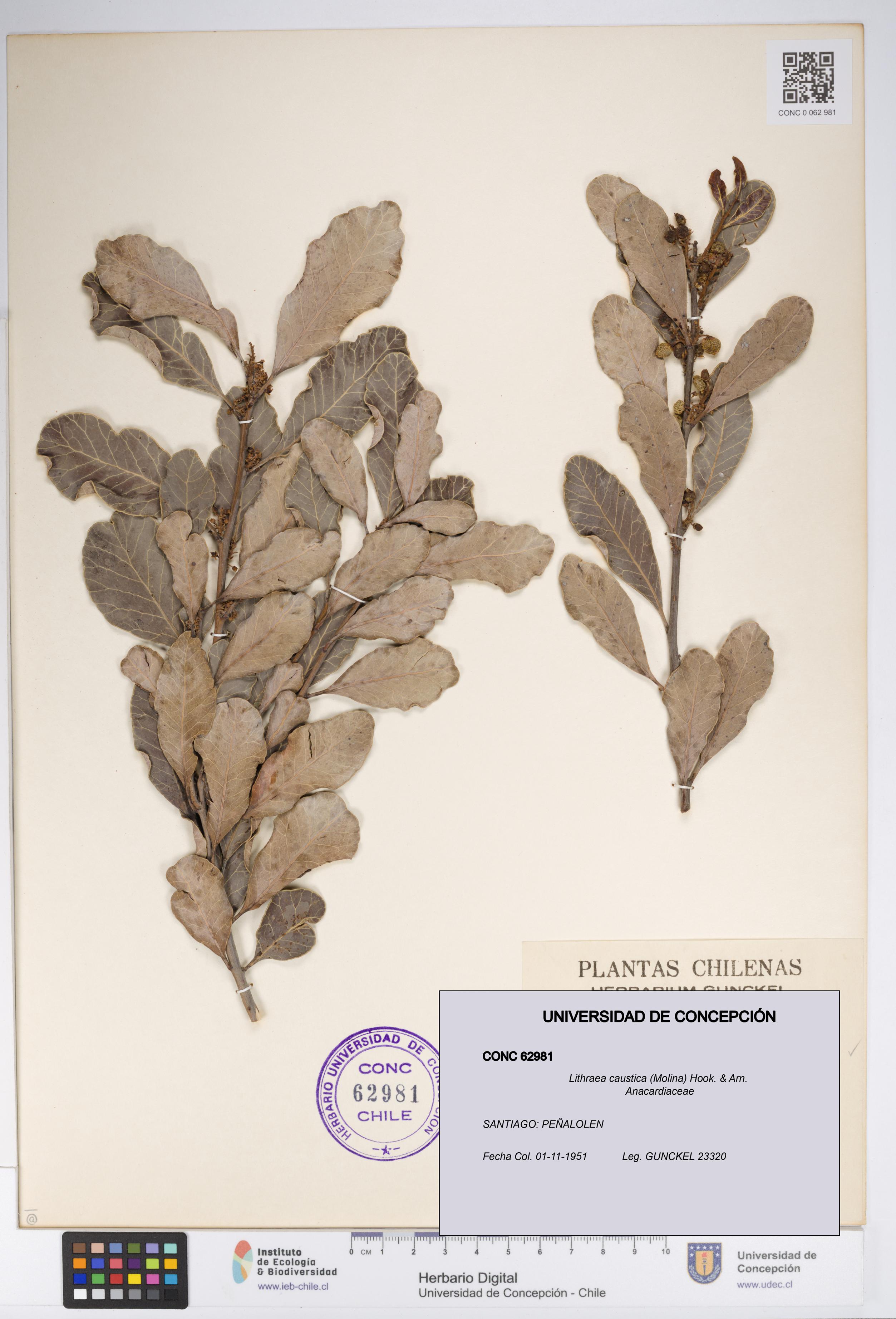 Lithraea caustica [Espécimen: UDEC:CONC:0062981]