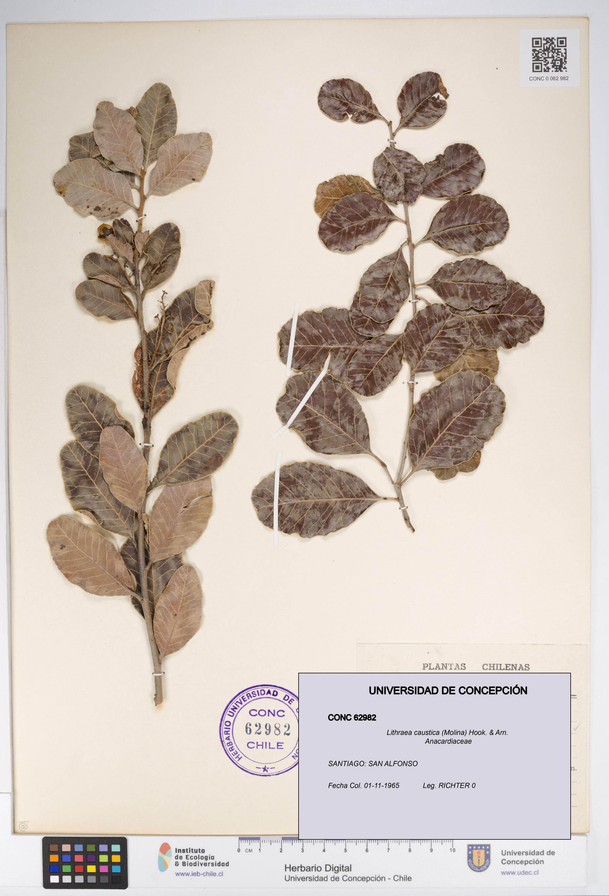 Lithraea caustica [Espécimen: UDEC:CONC:0062982]