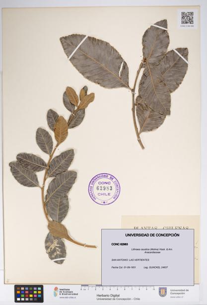 Lithraea caustica [Espécimen: UDEC:CONC:0062983]