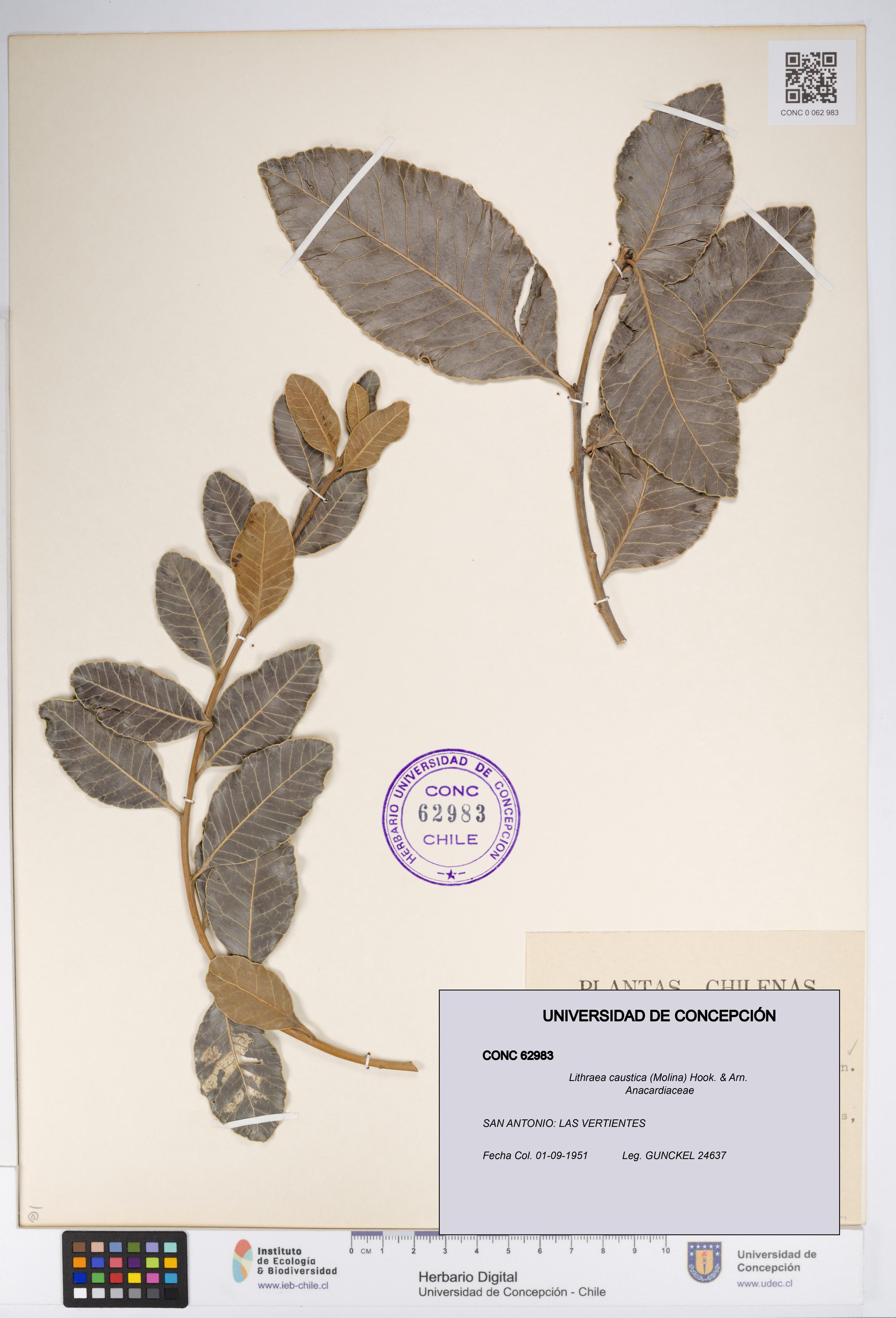 Lithraea caustica [Espécimen: UDEC:CONC:0062983]