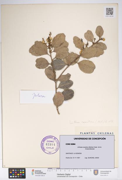 Lithraea caustica [Espécimen: UDEC:CONC:0062984]