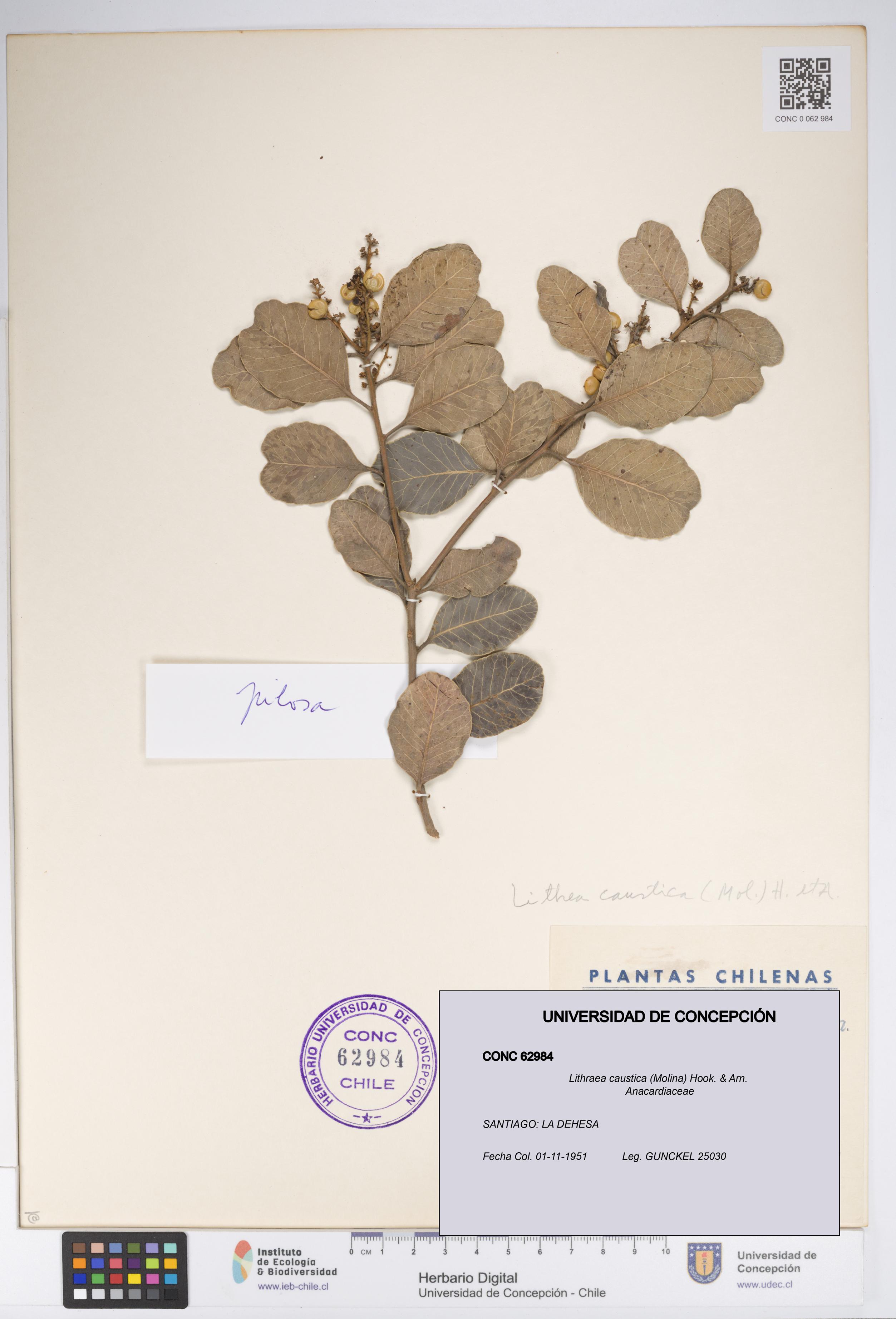 Lithraea caustica [Espécimen: UDEC:CONC:0062984]