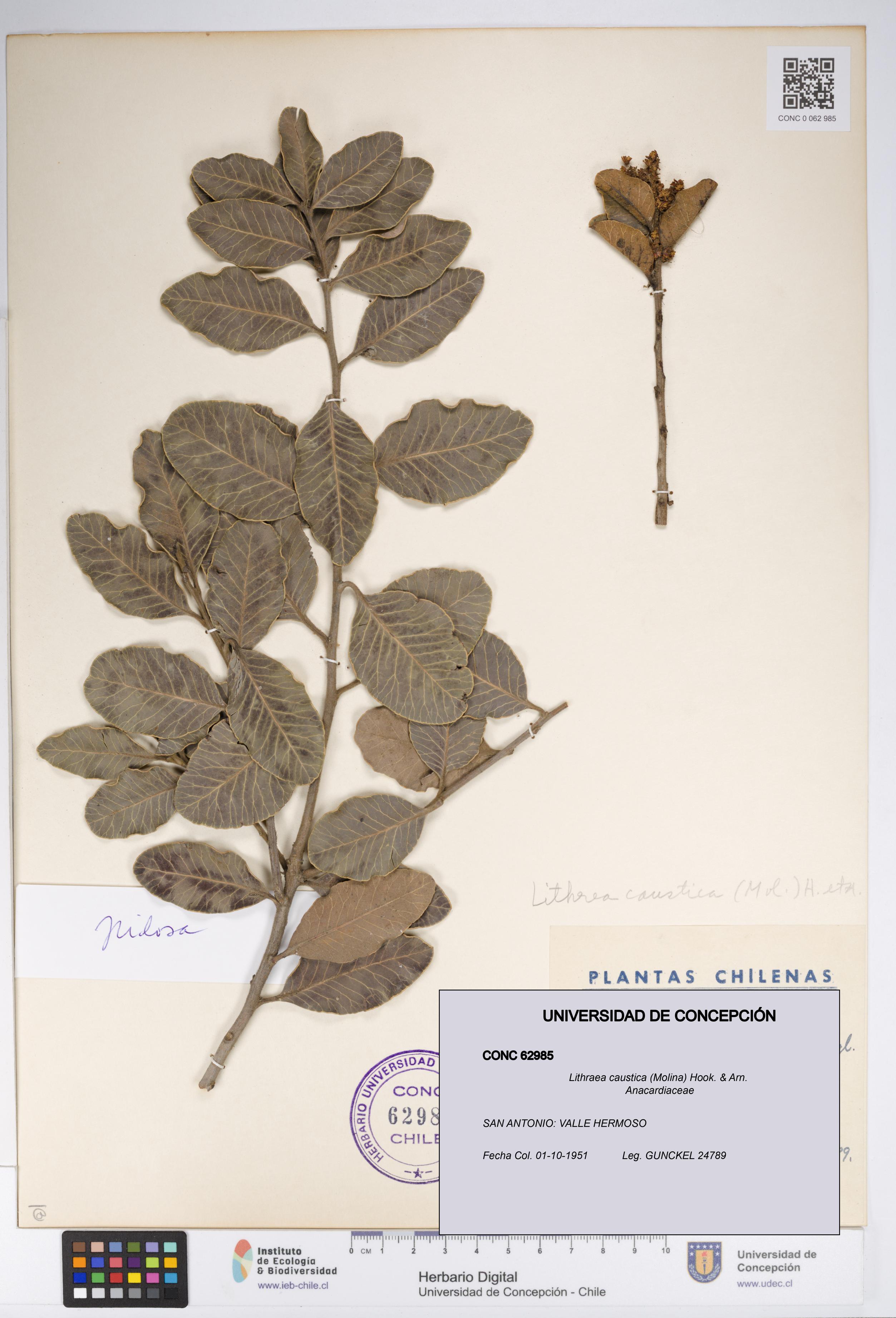 Lithraea caustica [Espécimen: UDEC:CONC:0062985]