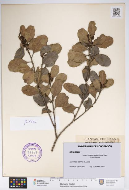 Lithraea caustica [Espécimen: UDEC:CONC:0062986]