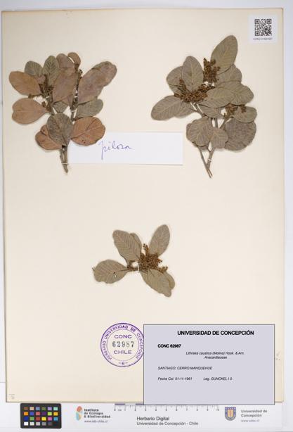 Lithraea caustica [Espécimen: UDEC:CONC:0062987]