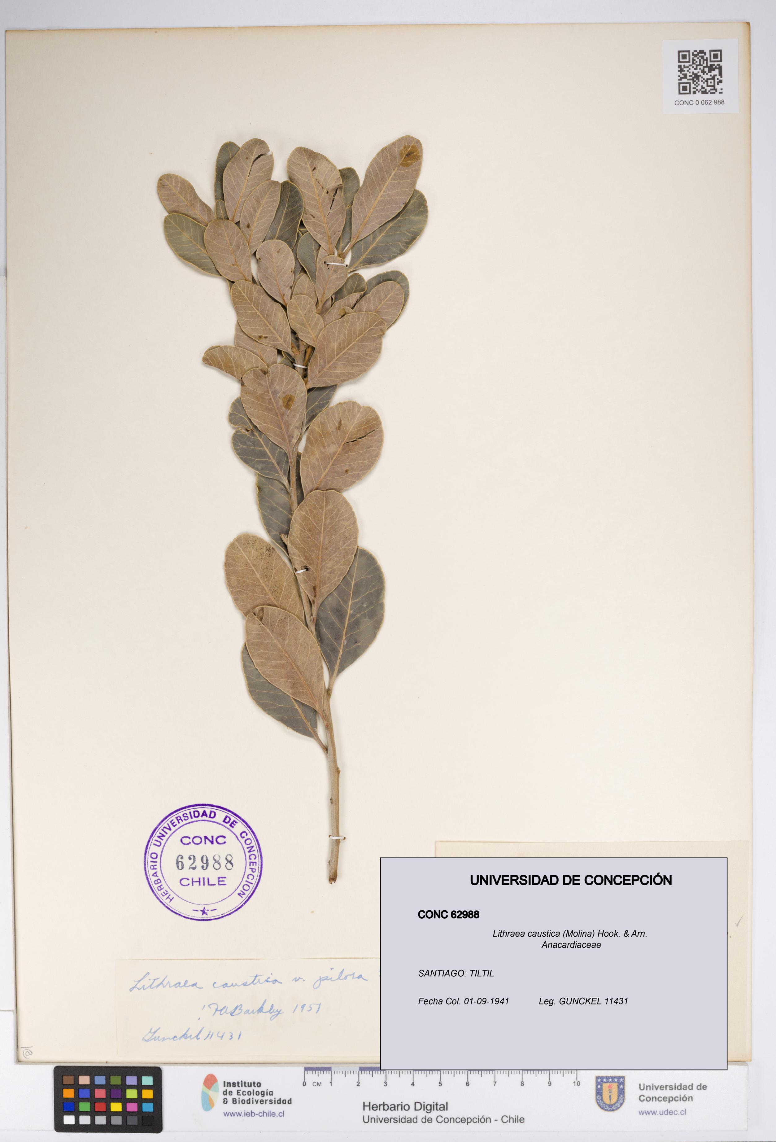 Lithraea caustica [Espécimen: UDEC:CONC:0062988]