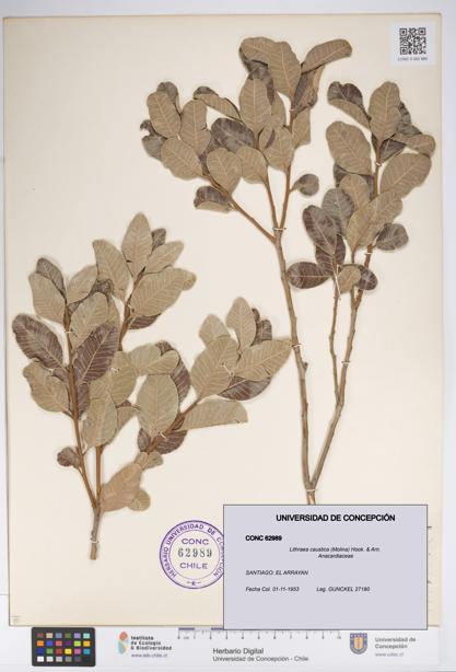 Lithraea caustica [Espécimen: UDEC:CONC:0062989]