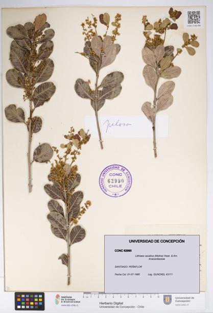 Lithraea caustica [Espécimen: UDEC:CONC:0062990]