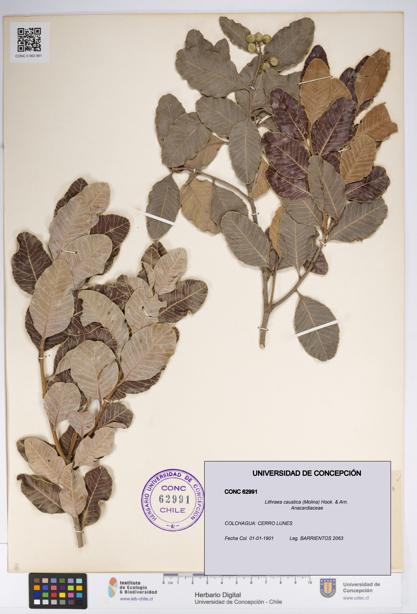 Lithraea caustica [Espécimen: UDEC:CONC:0062991]