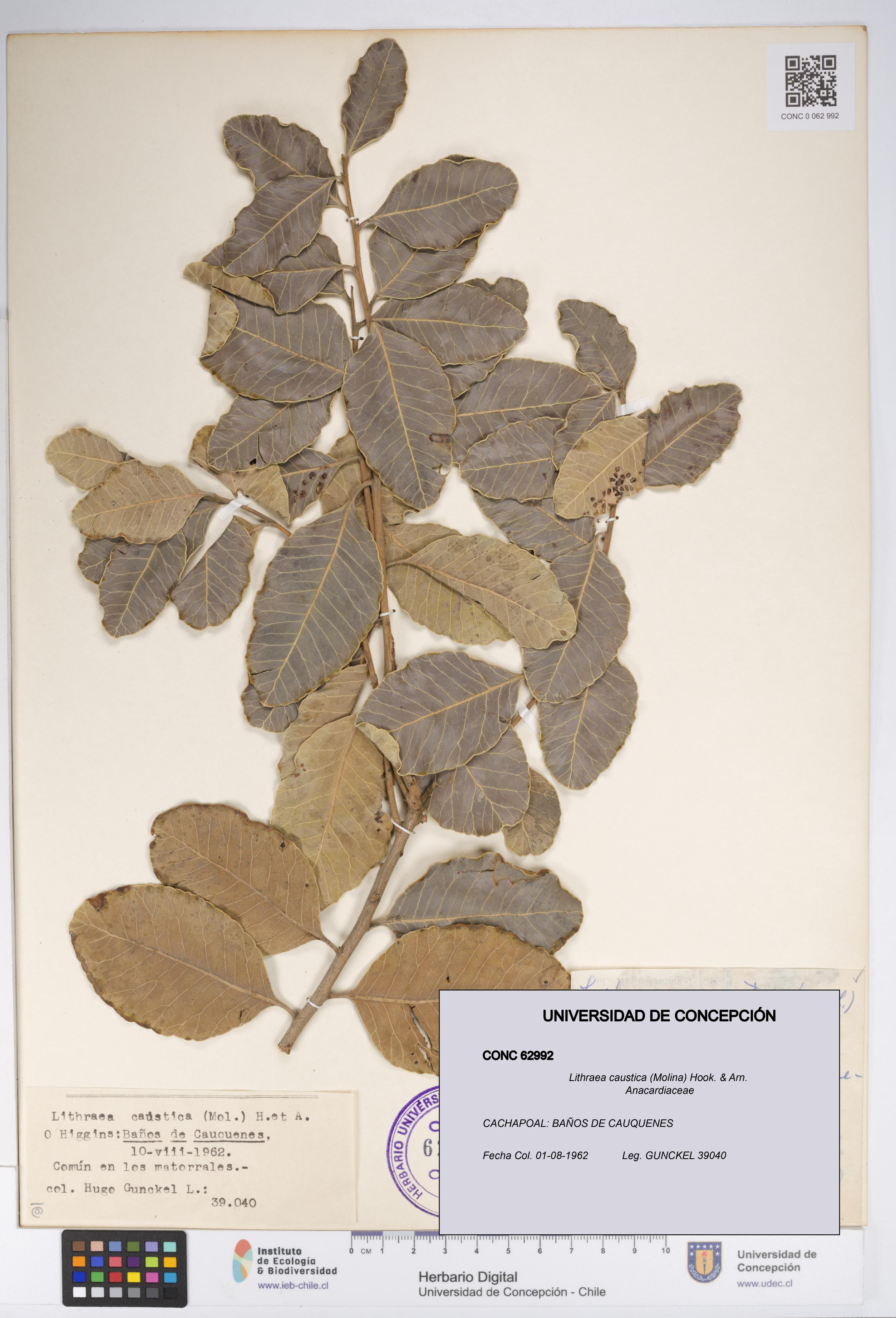 Lithraea caustica [Espécimen: UDEC:CONC:0062992]