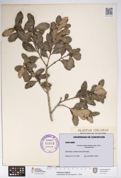 Lithraea caustica [Espécimen: UDEC:CONC:0062993]