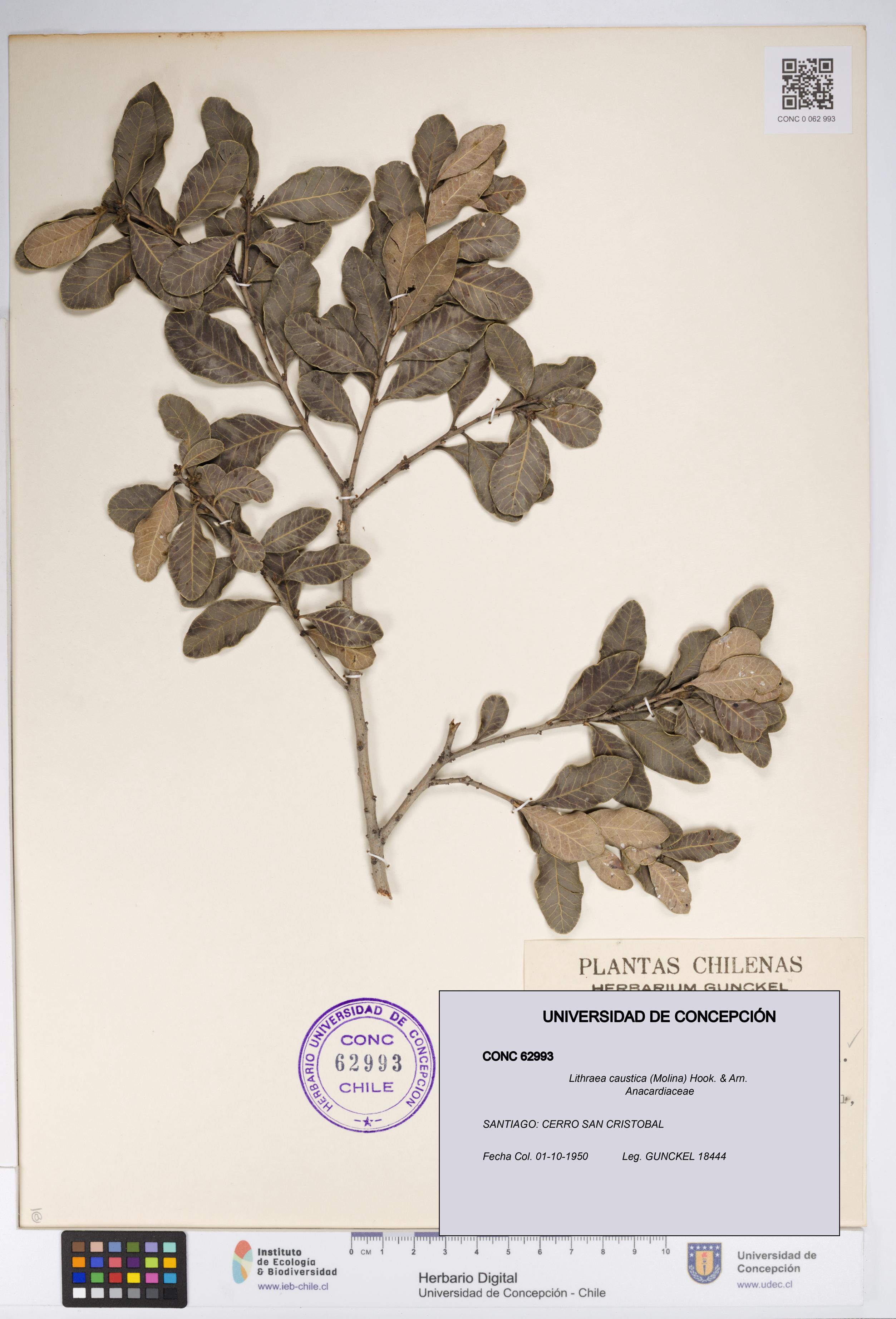 Lithraea caustica [Espécimen: UDEC:CONC:0062993]